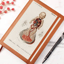 Clinical Companion - Premium Leather Notebook - Vintage Fetus Anatomy, Charles d'Orbigny 1841 Jewelry Medical Arts Shop