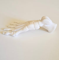Foot Bones Anatomy 3D Model - Customizable medical model Medical Arts Shop