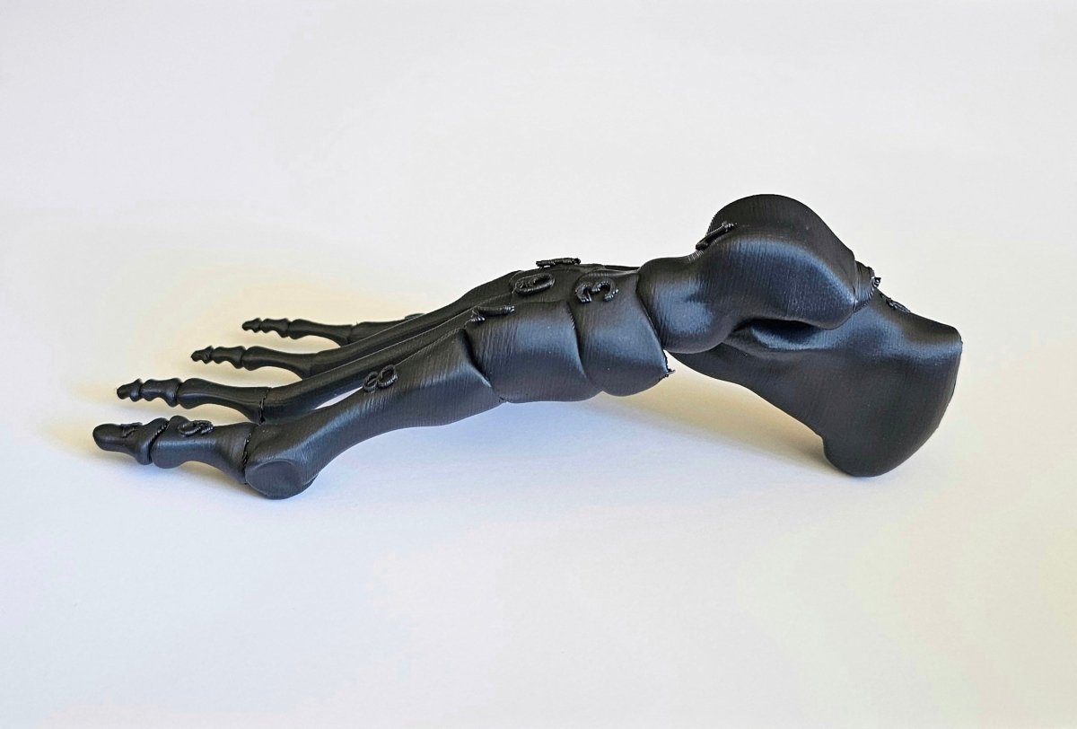 Foot Bones Anatomy 3D Model - Customizable