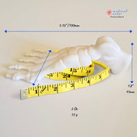 Foot Bones Anatomy 3D Model - Customizable medical model Medical Arts Shop