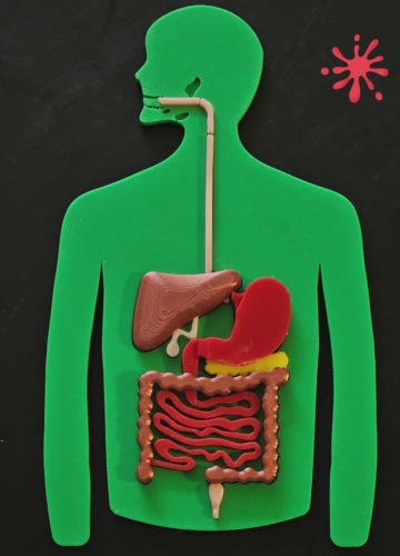 Anatomy Puzzle 3D - Digestive System + Digestive Process Booklet