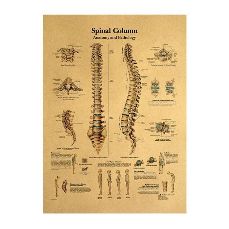12 Medical Vintage Posters - Human Body Structure - All in one. - Medical Arts Shop