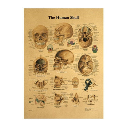 12 Medical Vintage Posters - Human Body Structure - All in one. - Medical Arts Shop