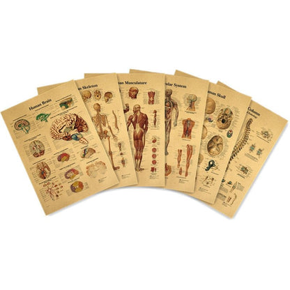 12 Medical Vintage Posters - Human Body Structure - All in one. - Medical Arts Shop