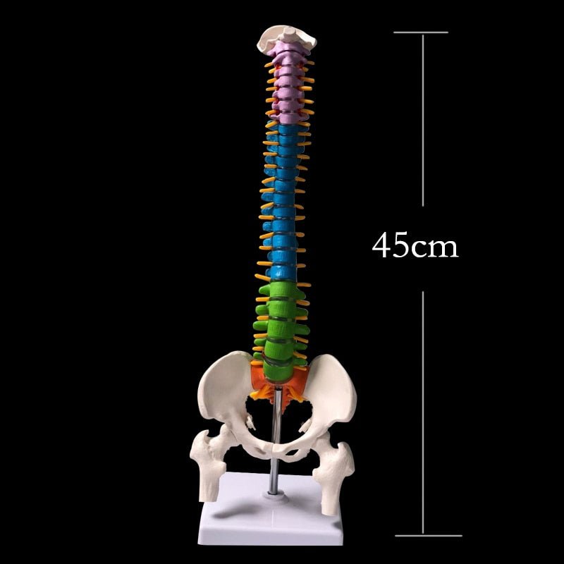 18 Inches Colored Human Spine with Pelvic Model - Medical Arts Shop
