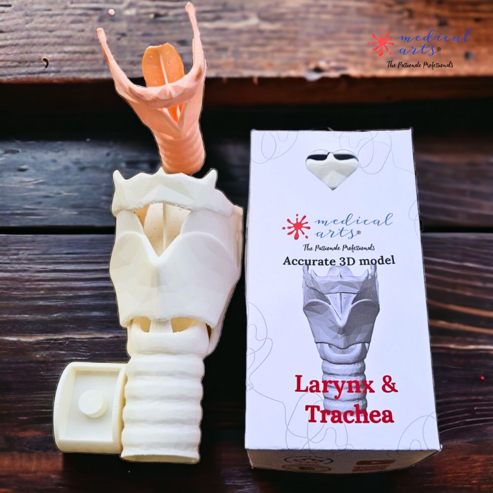 3D Larynx & Trachea Anatomy - High Quality Accurate 3D Larynx - Trach model - Windpipe + Base + free pdf medical model Medical Arts Shop