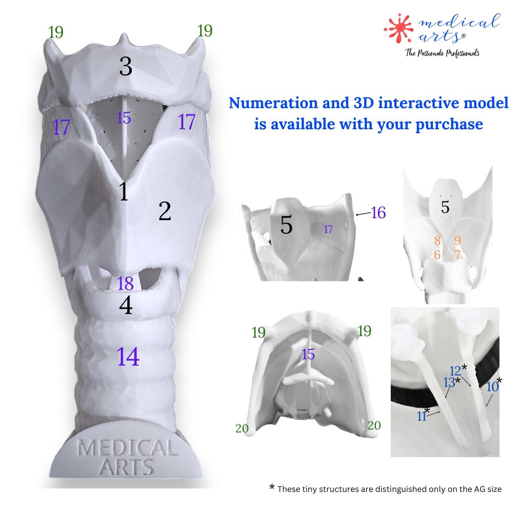 3D Larynx & Trachea Anatomy - Windpipe + PDF medical model Medical Arts Shop
