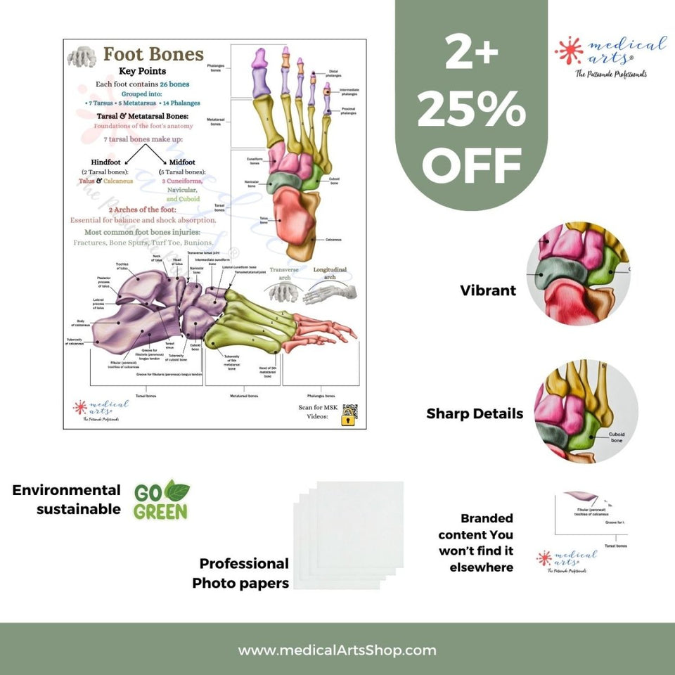 🦶 Anatomy of Human Foot Bones Display + PDF included
