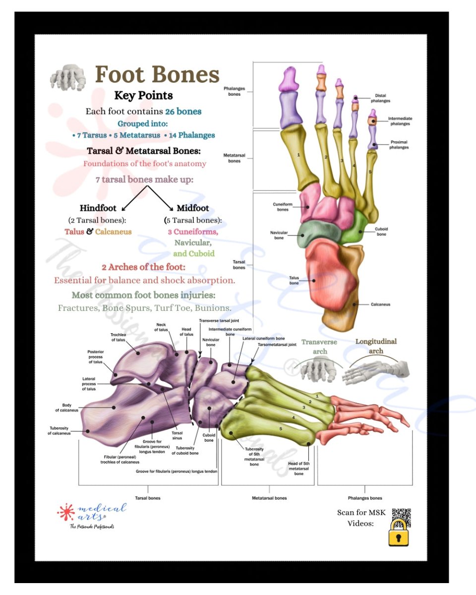 🦶 Anatomy of Human Foot Bones Display + PDF included