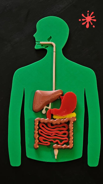 Anatomy Puzzle 3D - Digestive System - Digestive Process Booklet - Medical Arts Shop Educational Toys Medical Arts Shop