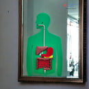 Anatomy Puzzle 3D - Digestive System - Digestive Process Booklet - Medical Arts Shop Educational Toys Medical Arts Shop
