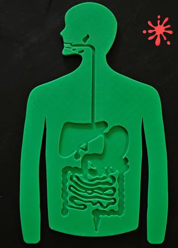 Anatomy Puzzle 3D - Digestive System - Medical Arts Educational Toys Medical Arts Shop