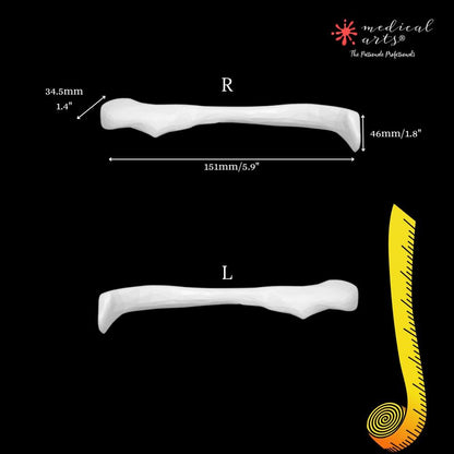 Clavicle 3D model - Collarbone Anatomically correct - Clavicula +PDF booklet 3D model Medical Arts Shop