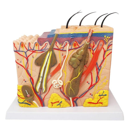 Human Skin / Integumentary Layer - Anatomical Model Magnified 35x - Medical Arts Shop