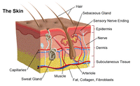 Human Skin / Integumentary Layer - Anatomical Model Magnified 35x - Medical Arts Shop