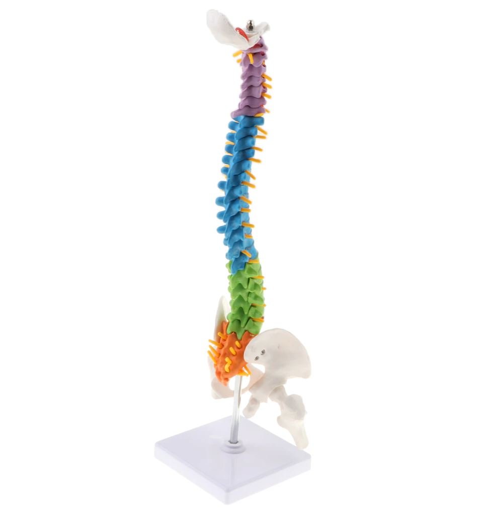 Human Spine Anatomy Model : Perfect for Medical Professionals and ...