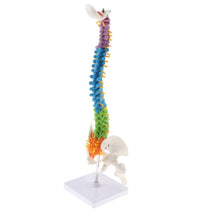 Human Spine Anatomy Model : Perfect for Medical Professionals and Enthusiasts - Medical Arts Shop