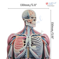 MedArtistry™ Craft - AI-Anatomy Large Postcards with envelopes AI anatomy Medical Arts Shop