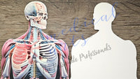 MedArtistry™ Craft - AI-Anatomy Large Postcards with envelopes - Medical Arts Postcards. Heart Shaped Postcards Medical Arts Shop