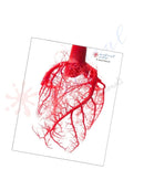 Medical Arts Gallery - Posters & Frames - Heart Vessels Posters, Prints, & Visual Artwork Medical Arts Shop